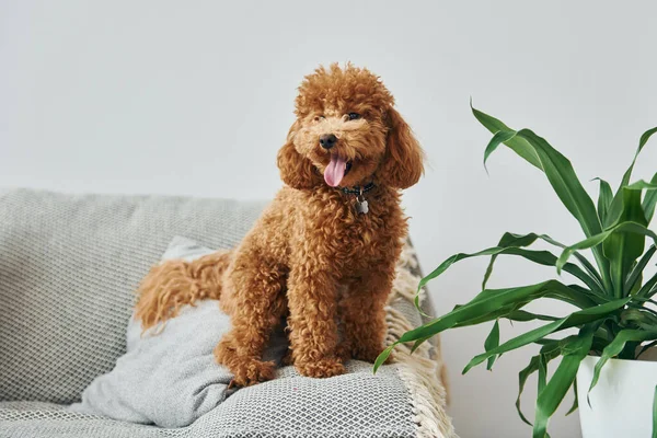 Cãozinho Poodle Bonito Está Dentro Casa Quarto Doméstico Moderno — Fotografia de Stock