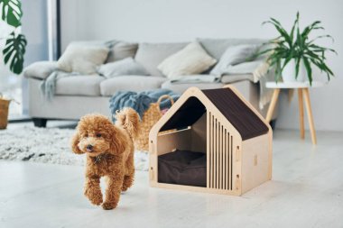 Modern evcil odada evcil hayvan kulübesi olan sevimli bir köpek yavrusu. Hayvan Evi.