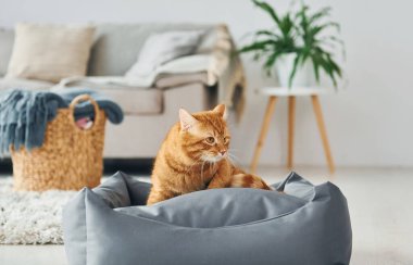 Gündüz vakti modern evcil odada sevimli bir kedi var..