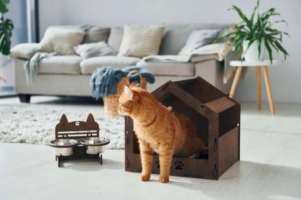 Söt Katt Sällskapsdjur Monter Som Inomhus Det Moderna Vardagsrummet — Stockfoto