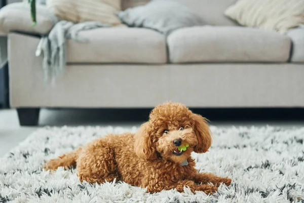 Cãozinho Poodle Bonito Está Dentro Casa Quarto Doméstico Moderno — Fotografia de Stock