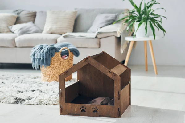 Pequena Cabine Animais Estimação Está Chão Moderna Sala Doméstica — Fotografia de Stock