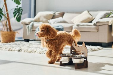 Cute little poodle puppy is indoors in the modern domestic room. clipart