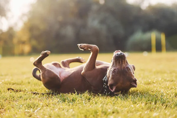 Pit Bull Wychodzi Zewnątrz Jesienny Sezon — Zdjęcie stockowe