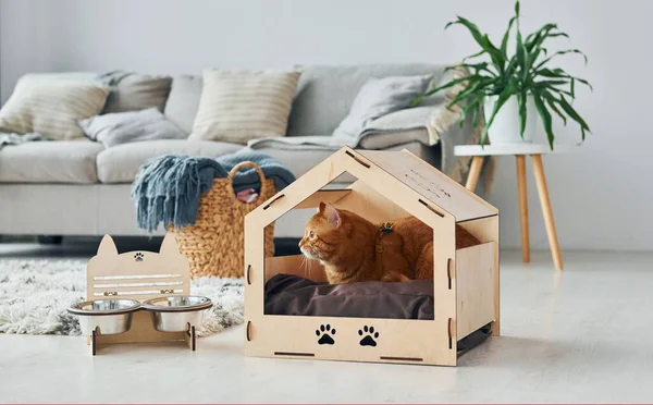 Modern Evcil Odadaki Evcil Hayvan Kulübesinde Sevimli Bir Kedi Var — Stok fotoğraf