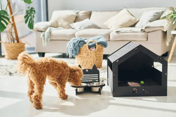 Cachorrinho Poodle Pequeno Bonito Com Cabine Estimação Dentro Casa Quarto — Fotografia de Stock