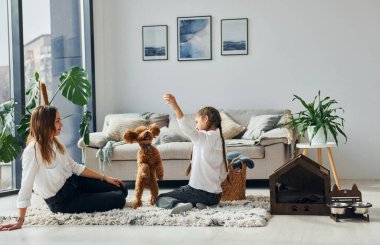 Anne ve kızı köpekle oynuyorlar. Şirin köpek yavrusu modern evcil odada..