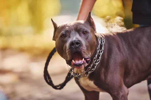 Żółte Liście Tle Kobieta Ubraniu Casual Jest Pit Bull Zewnątrz — Zdjęcie stockowe