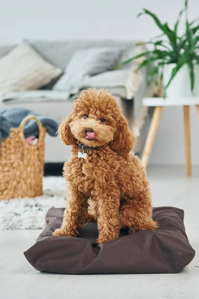 Senta Almofada Cãozinho Poodle Bonito Está Dentro Casa Quarto Doméstico — Fotografia de Stock