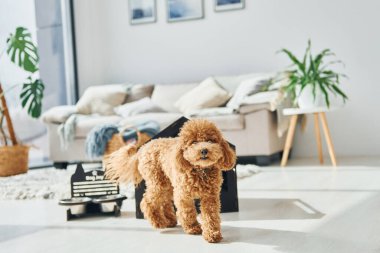 Modern evcil odada evcil hayvan kulübesi olan sevimli bir köpek yavrusu. Hayvan Evi.