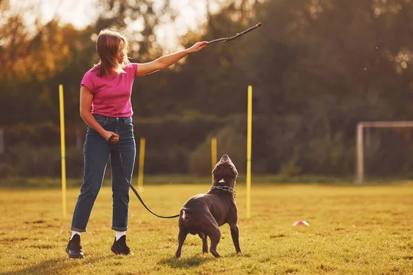 Playing with wooden stick. Woman in casual clothes is with pit bull outdoors.