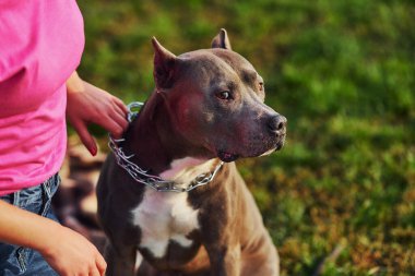 Dışarıda, sahada. Normal elbiseli kadın pitbull 'la birlikte..