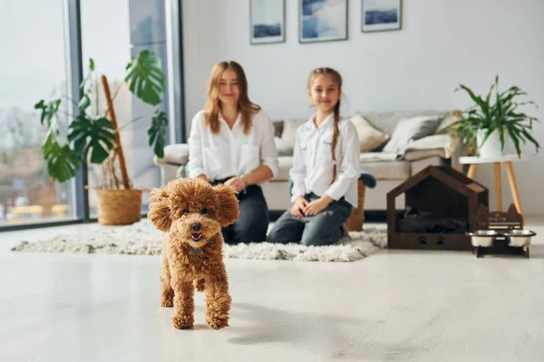 Mère Avec Fille Jouant Avec Chien Mignon Petit Chiot Caniche — Photo