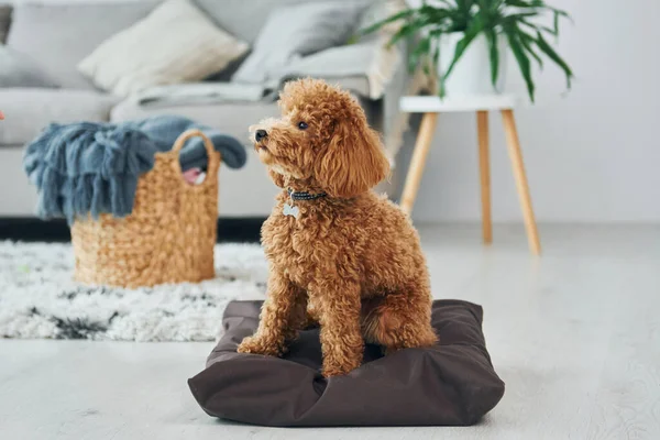 枕の上に座る 可愛いです小さなプードル子犬あります室内近代的な国内の部屋 — ストック写真