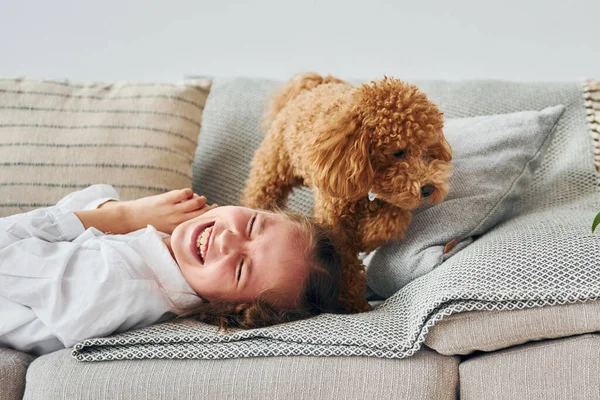 Mignon Petit Chiot Caniche Est Intérieur Dans Salle Domestique Moderne — Photo