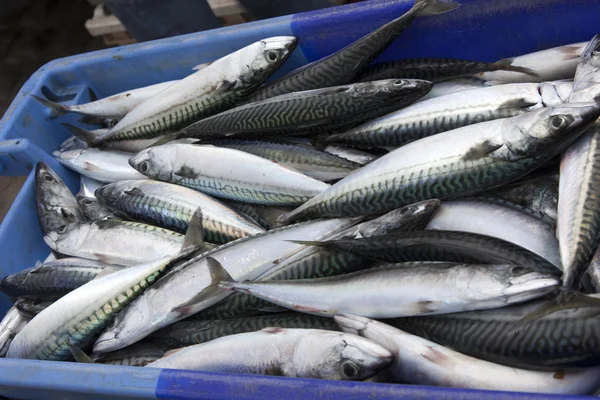 Fisch auf dem Markt lizenzfreie Stockfotos