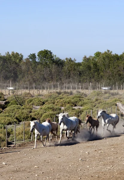 Cavalli selvatici — Foto Stock