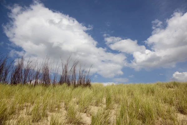 Голландська дюни — стокове фото