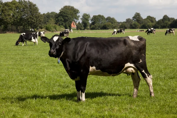 Vaca en una granja holandesa — Foto de Stock