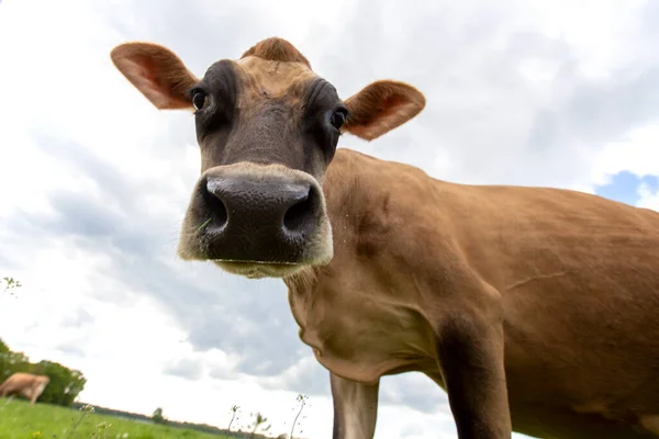 Retrato Una Vaca Holandesa — Foto de Stock