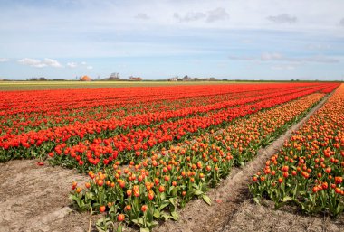 Kışın ya da baharda lale tarlasında güzel laleler.