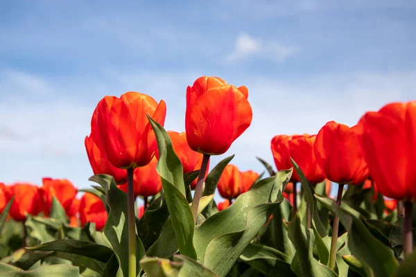 Hermosos Tulipanes Campo Tulipanes Invierno Primavera —  Fotos de Stock