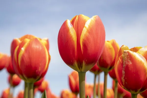 Schöne Tulpen Einem Tulpenfeld Winter Oder Frühling — Stockfoto