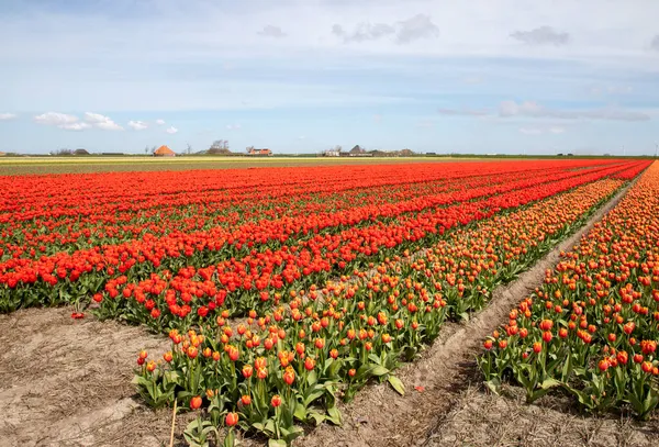 Piękne Tulipany Polu Tulipanów Zimą Lub Wiosną — Zdjęcie stockowe