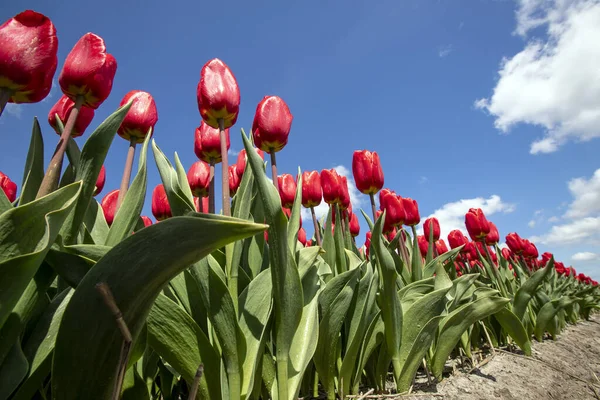 Hermosos Tulipanes Campo Tulipanes Invierno Primavera —  Fotos de Stock