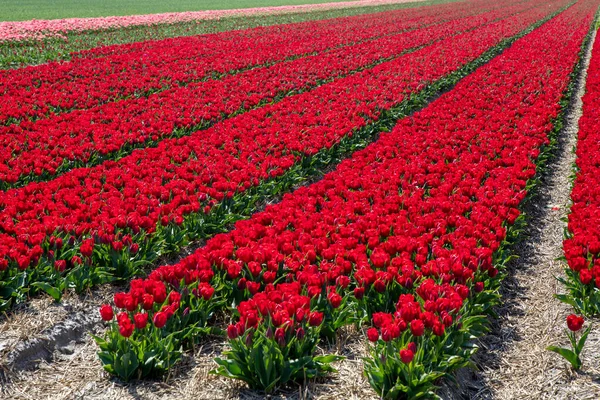 Hermosos Tulipanes Campo Tulipanes Invierno Primavera — Foto de Stock