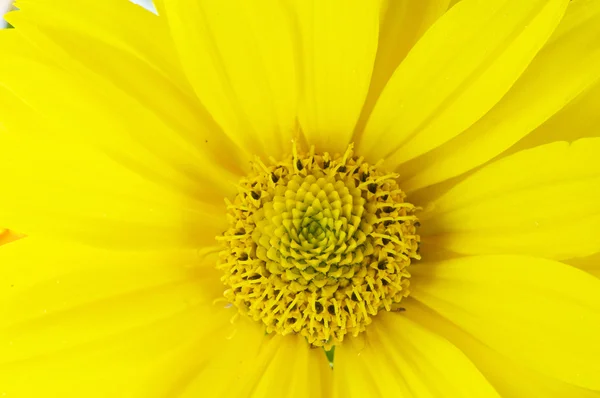 Kwitnący słonecznik — Zdjęcie stockowe