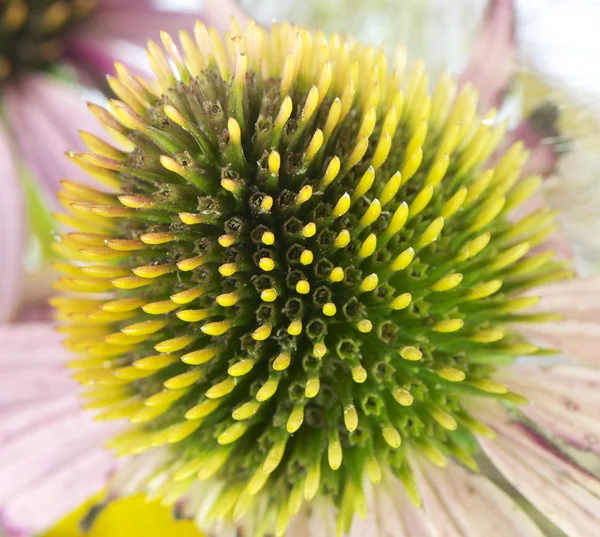 Herfst boeket — Stockfoto