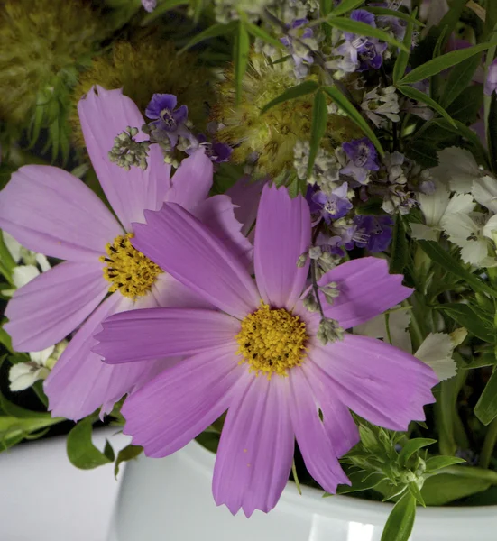 Cosmos bipinnatus — Stock Photo, Image