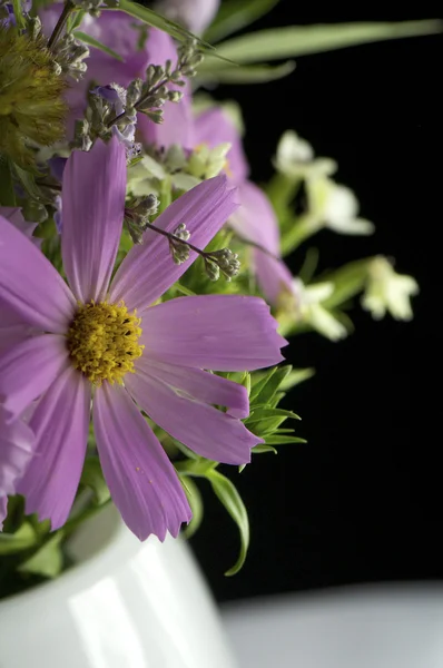 Cosmos bipinnatus — Stock Photo, Image