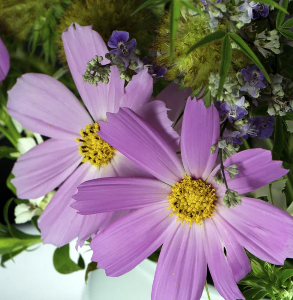 Cosmos bipinnatus — Stock Photo, Image