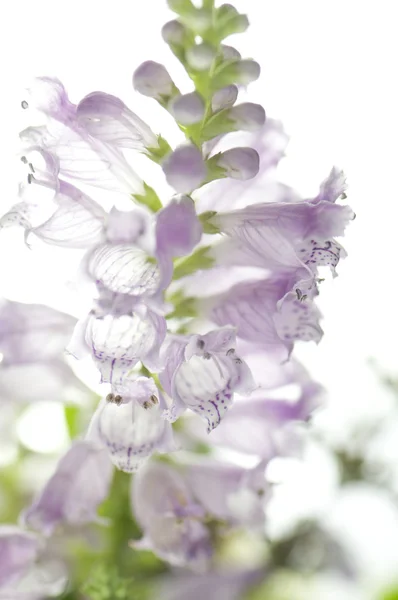 Pink digitalis, — Stock Photo, Image