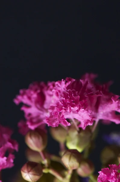 Syzygium aromaticum — Stock Photo, Image