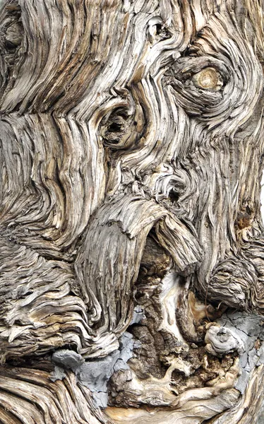Tło drewna kory — Zdjęcie stockowe