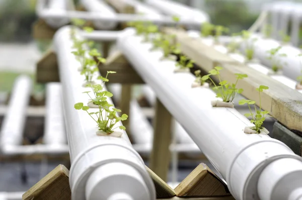 Agricoltura moderna — Foto Stock