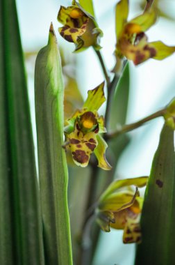 çok renkli butterfuly orkide