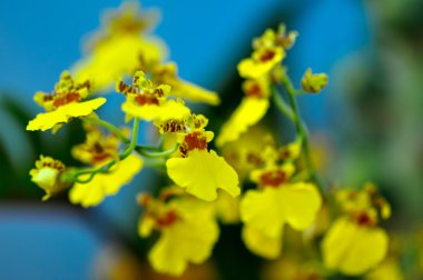 çok renkli butterfuly orkide