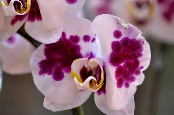 Orchidées butterfuly polychrome — Photo