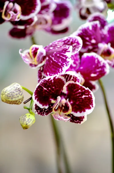 Полихромные бабочки-орхидеи — стоковое фото