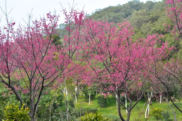 Pesco albero — Foto Stock