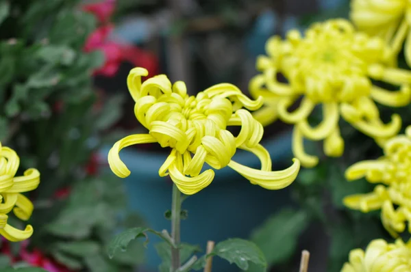 黄色菊花 — 图库照片