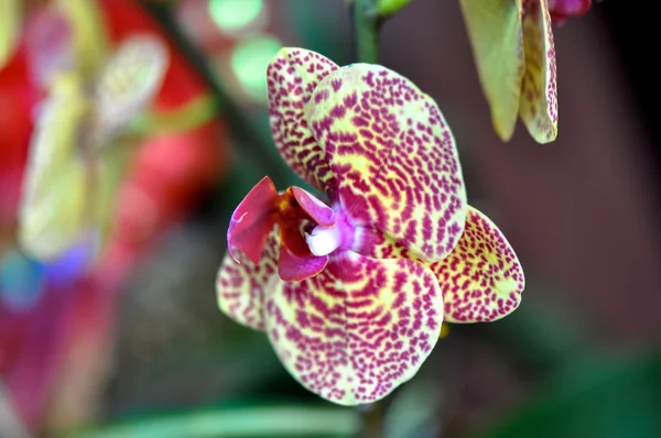 Orchidées butterfuly polychrome — Photo