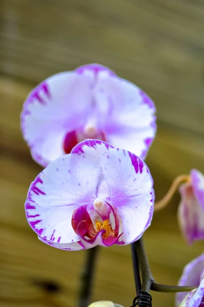Orchidées butterfuly polychrome — Photo