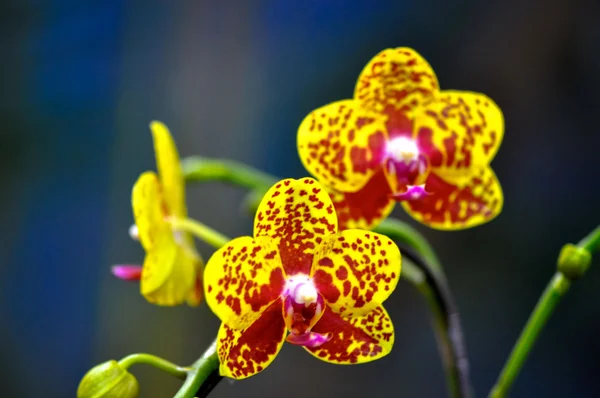 Polychrome butterfuly orchids — Stock Photo, Image