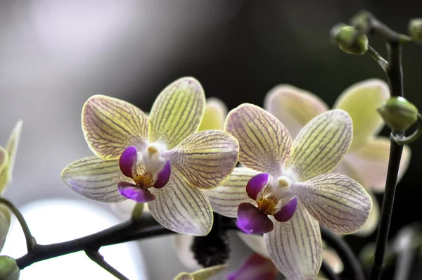 Orquídeas policromadas com manteiga — Fotografia de Stock