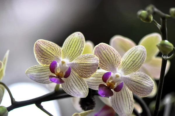 Orchidées butterfuly polychrome — Photo